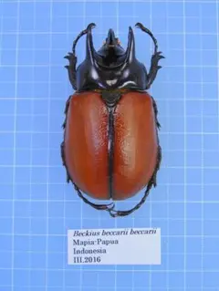2025年最新】サンボンヅノカブトの人気アイテム - メルカリ