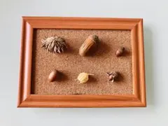 どんぐり標本 フレーム コルクボード 木の実