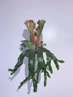P. Patra Garden #1 OC パタイチ ビカクシダ - メルカリ