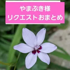 やまぶき様 リクエスト 2点 まとめ商品