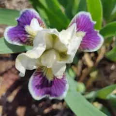ミニジャーマン球根　アイリス 紫と白の花１球根のサムネイル