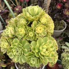 鉢のまま発送　翡翠瑠璃(陰陽錦)　超特大　大群生　23頭前後　アエオニウム 鉢のまま発送 翡翠瑠璃(陰陽錦) 超特大 大群生 23頭前後 アエオニウム