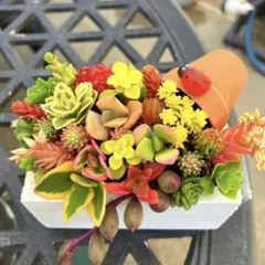 2026年最新】多肉植物 寄せ植え そのまま飾れるの人気アイテム - メルカリ