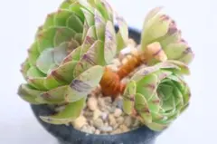 アエオニウム・Green Demonのサムネイル