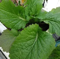 勇気農園様 リクエスト 2点 まとめ商品