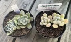 多肉植物抜き苗セット