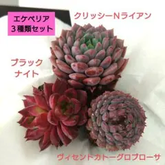 つるこ様 リクエスト 2点 まとめ商品