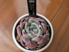 2026年最新】コロラータ ナウアラの人気アイテム - メルカリ