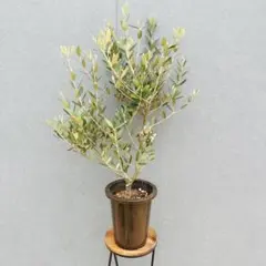 オリーブの木 ネバディロブランコ テラコッタ鉢植え 苗 - メルカリ