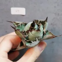 すえよしー様 リクエスト 2点 まとめ商品