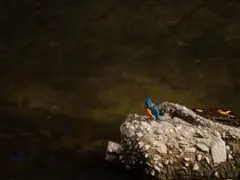 カワセミの写真