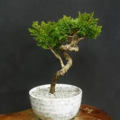 豆*郎様 【一起園芸】糸魚川真柏・小品盆栽◆人気盆栽樹・形良好な一品です◆ 一起園芸】糸魚川真柏・小品盆栽◇形良好・丈夫で育てやすい人気盆栽樹