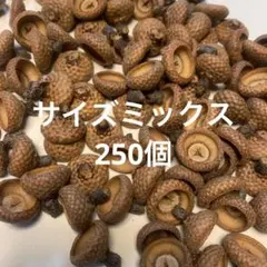 北海道レッドオーク どんぐりミックス帽子200個 - メルカリ