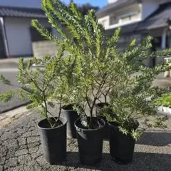 T*7様 アカシア　ブルーブッシュ　苗木　6号　5鉢 T*7様 アカシア ブルーブッシュ 苗木 6号 5鉢 - メルカリ