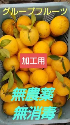 グループフルーツ約10kg 斑点色むら 訳あり。無農薬 無消毒 サイズミックス