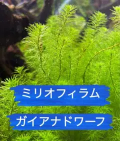 あんとも様　専用ページ