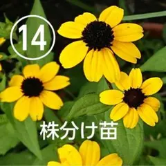 2025年最新】ルドベキア・タカオの人気アイテム - メルカリ