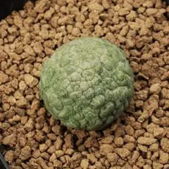 B-59 希少！ プセウドリトス クビフォルミス 鉢ごと メルカリ便発送 2025年最新】プセウドリトスの人気アイテム - メルカリ