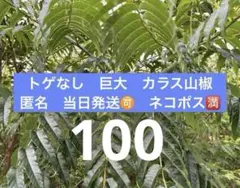 2025年最新】カラスザンショウの人気アイテム - メルカリ