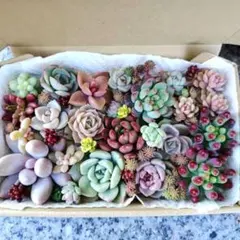 多肉植物 寄植えセット カット苗【ネコポス発送】