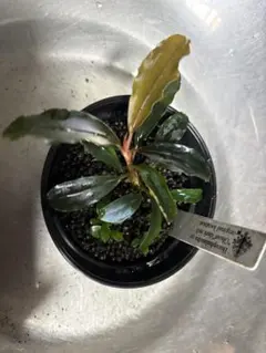 Bucephalandra sp.Ghost west kalimantan - メルカリ