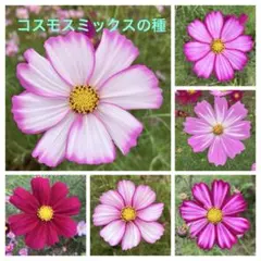 超貴重種 ゲラニウム ジェスターズジャケット 宿根草 種子12粒 花 種