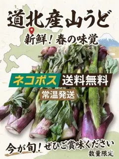 道北産 山うど ネコポス送料無料のサムネイル