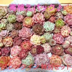 cバレンタイン特別セット♡多肉植物カット苗☆寄植えセット☆限定