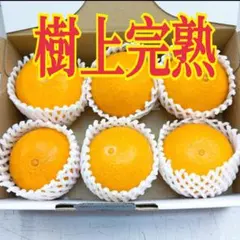 愛媛県産　瀬戸マドンナ　紅まどんな　Mサイズ ☆11のサムネイル