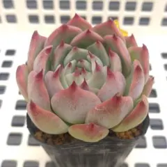 わたし様 リクエスト 4点 まとめ商品