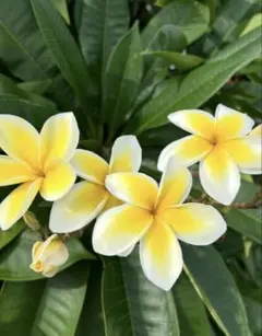 プルメリア苗木 園芸品種 Ammaron's Curly White カット苗 - メルカリ