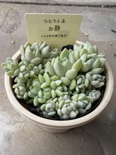 エケベリア セダム お静 2.5寸 札付き つぶつぶ屋のサムネイル
