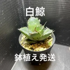 T.O様 リクエスト 2点 まとめ商品