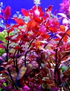 ZARD様 リクエスト 4点 まとめ商品