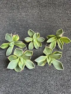 斑入り ミセバヤ カット苗 5本セット - メルカリ