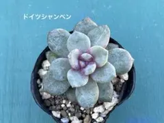 yumitan14様 リクエスト 7点 まとめ商品