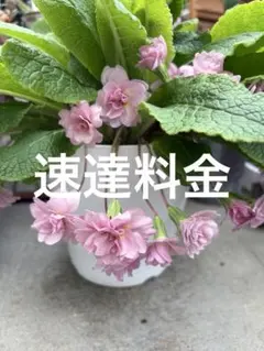 かん様専用