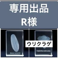 専用出品 ウリクラゲ 1個