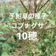 Item thumbnail for item da978851-11ee-4a3e-93a7-93b454dc401f