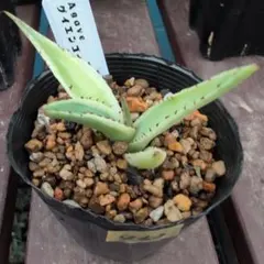 超貴重種 ゲラニウム ジェスターズジャケット 宿根草 種子12粒 花 種