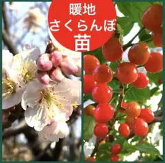 2025年最新】桜 苗木の人気アイテム - メルカリ