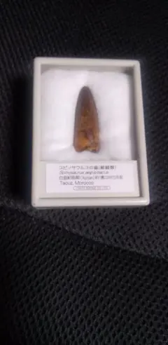 スピノサウルスの歯 標本 約2億年前 モロッコ産 - メルカリ