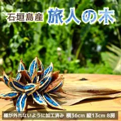2026年最新】タビビトの木の人気アイテム - メルカリ