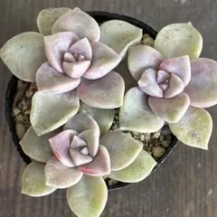 2026年最新】パープルディライトの人気アイテム - メルカリ