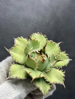 2026年最新】抜き苗の人気アイテム - メルカリ