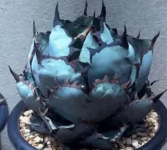 アガベ　魔丸、黒鯨　セット アガベ 魔丸、黒鯨 セット アガベ 魔丸、黒鯨 セット