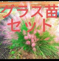 2025年最新】花苗の人気アイテム - メルカリ