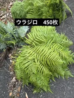 ヤマシダ　エディブルフラワー　飾り葉 ヤマシダ エディブルフラワー 飾り葉 - メルカリ