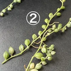 多肉植物　斑入りグリーンネックレス 2