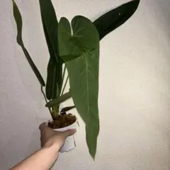抹*き様 Anthurium AOS✖️RVDP 斑入り - メルカリ